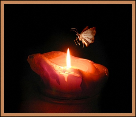 moth-to-a-flame-Rachita-Singh